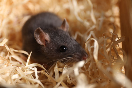 Gray rat on sawdust, closeup.の写真素材