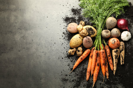Different root vegetables and soil on grey table, flat lay. Space for textの写真素材