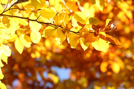 Tree branch with bright autumn leaves outdoors on sunny day. Space for text