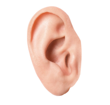Human ear isolated on white, closeup viewの写真素材