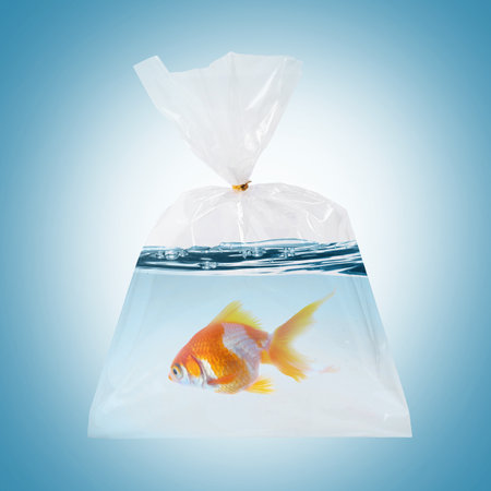 Fish and water in plastic bag on light blue gradient backgroundの写真素材