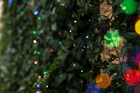 Climbing plant decorated with Christmas lights outdoors, closeup. Space for text