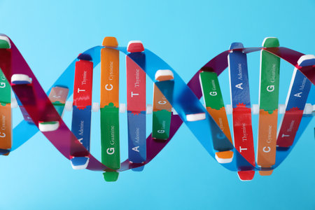 DNA structure model on light blue background, closeupの写真素材