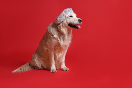 Cute funny dog in shower cap on red background. Space for textの写真素材