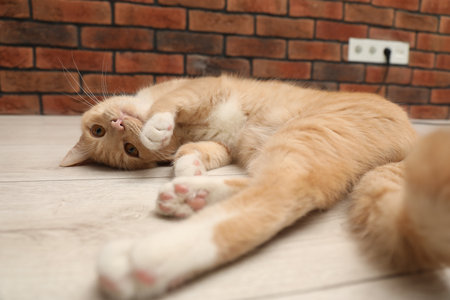 Adorable cat lying on floor at homeの写真素材