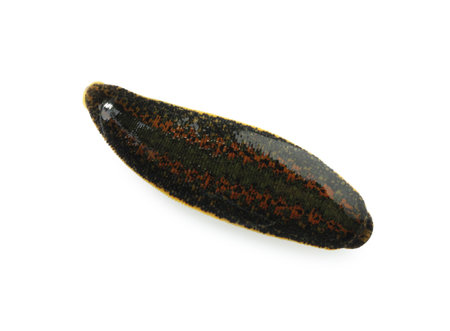 One medicinal leech isolated on white, top view
