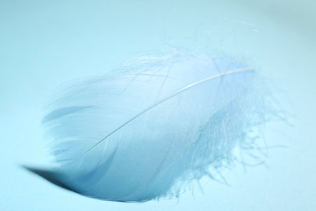 One fluffy feather on light blue background, closeup