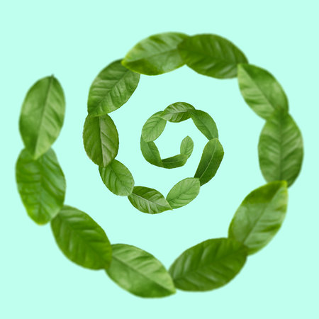 Green leaves swirling in air on turquoise backgroundの写真素材
