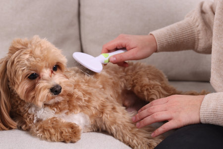 Woman brushing cute Maltipoo dog on sofa at home, closeupの写真素材
