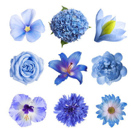 Different beautiful flowers in blue shades isolated on white, setの写真素材