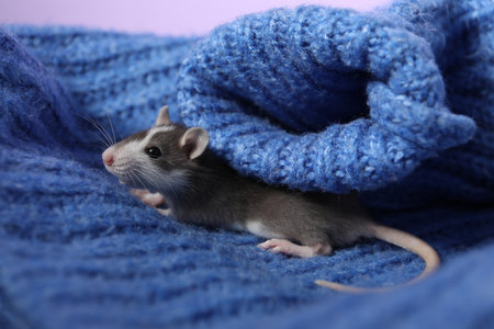 Adorable little rat on blue sweater, closeupの写真素材