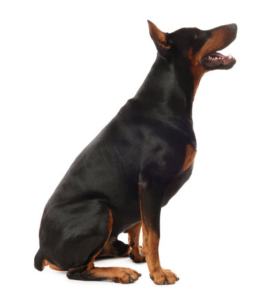 Adorable Doberman sitting on white background. Domestic petの写真素材