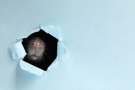 Cute rat looking through hole in light blue paper sheet. Space for textの写真素材