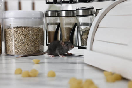 Gray rat looking for food on white marble table.の写真素材