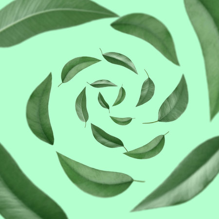 Green leaves swirling in air on turquoise backgroundの写真素材