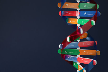 DNA structure model on dark background, closeup. Space for textの写真素材