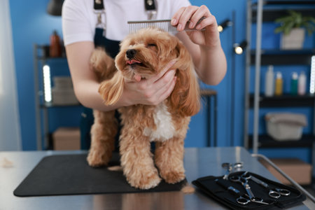 Woman brushing cute dog with comb indoors, closeup. Pet groomingの写真素材