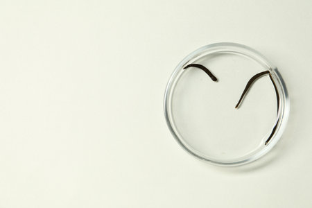 Medicinal leeches in Petri dish on light gray background, top view. Space for text