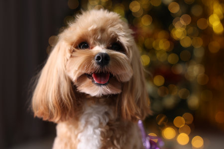 Portrait of cute dog against blurred lights, closeupの写真素材