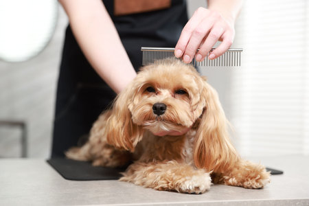 Woman brushing dog's hair with comb indoors, closeup. Pet groomingの写真素材