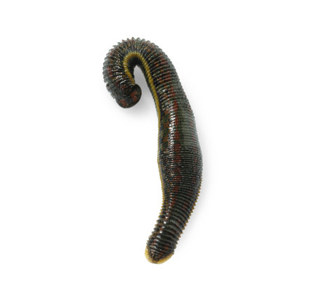 One medicinal leech isolated on white, top view