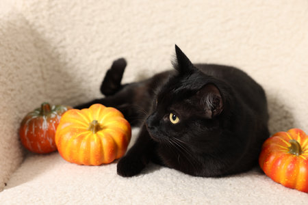 Cute black cat lying on white armchair near pumpkins. Adorable petの写真素材