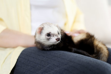 Woman with cute ferret, closeup. Domestic petの写真素材