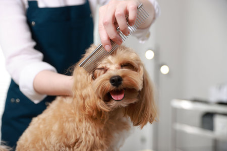 Pet grooming. Woman brushing dog's hair with comb indoors, closeup. Space for textの写真素材