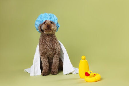 Cute dog with shower cap and other bath accessories on pale olive backgroundの写真素材