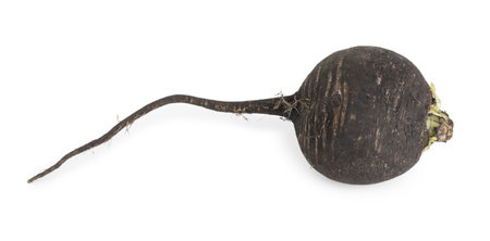 One black turnip isolated on white. Vegetable rootの写真素材