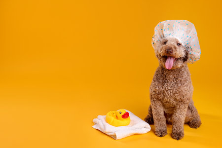 Cute dog with shower cap, towel and bath ducks on orange background, space for textの写真素材