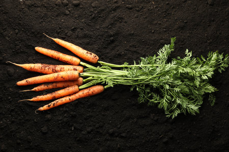 Many fresh raw carrots on soil, top view. Root vegetableの写真素材