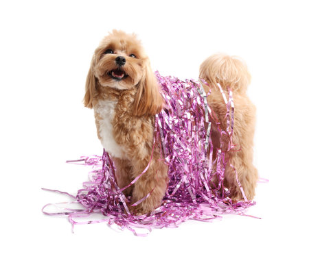 Cute dog with shiny tinsels on white backgroundの写真素材
