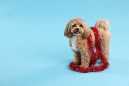 Cute dog with shiny tinsel on light blue background. Space for textの写真素材