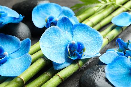 Beautiful blue orchid flowers, bamboo stems and spa stones on wet surface, closeupの写真素材