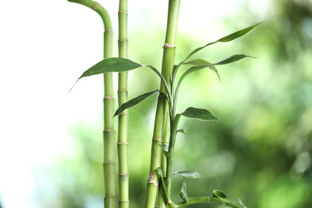 Decorative bamboo stems on blurred green background, closeupの写真素材