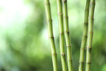 Decorative bamboo stems on blurred green background, closeup. Space for textの写真素材