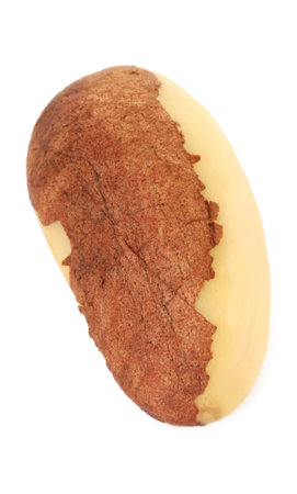 One tasty Brazil nut isolated on whiteの写真素材