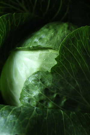 Whole ripe head of cabbage as background, closeupの写真素材