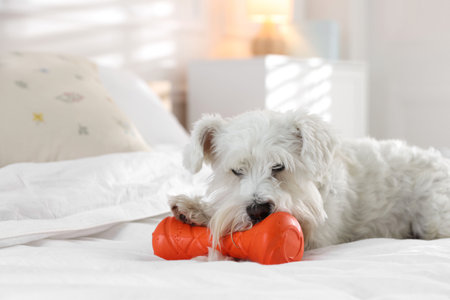 Cute dog with toy on bed at home, space for text. Adorable petの写真素材