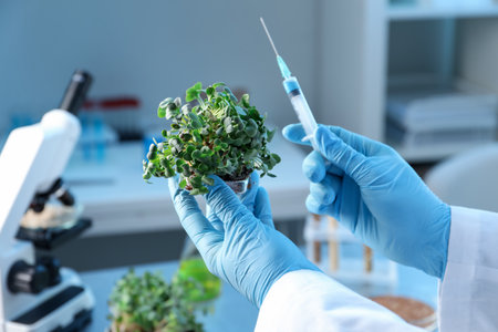 GMO concept. Scientist injecting liquid into microgreens at table in laboratory, closeupの写真素材