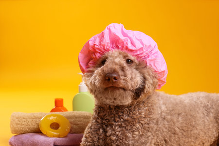 Cute dog with shower cap and other bath accessories on orange background