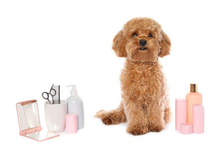 Cute fluffy dog, grooming tools and cosmetic products on white backgroundの写真素材