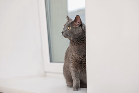 Cute grey cat near window at home