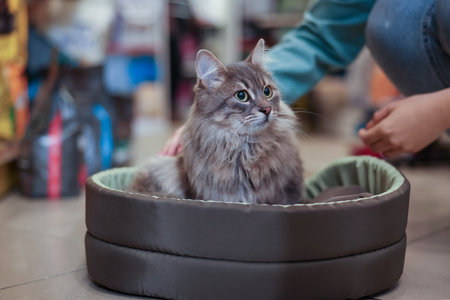 Woman choosing bed for her cute cat in pet shop, closeupの写真素材