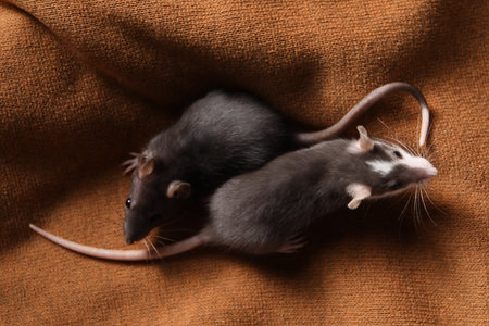 Adorable little rats on soft brown blanket, top viewの写真素材