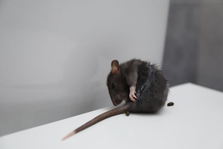 Rat and dropping in bathroom.の写真素材