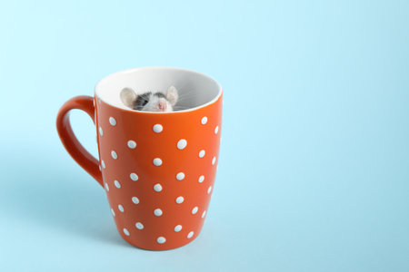 Adorable little rat peeking out of cup on light background, closeup. Space for textの写真素材