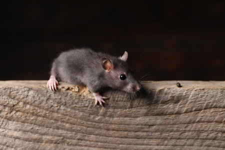 Grey rat on wooden plank.の写真素材