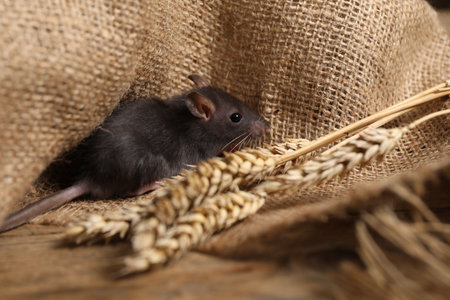 Black rat on burlap fabric with wheat. の写真素材